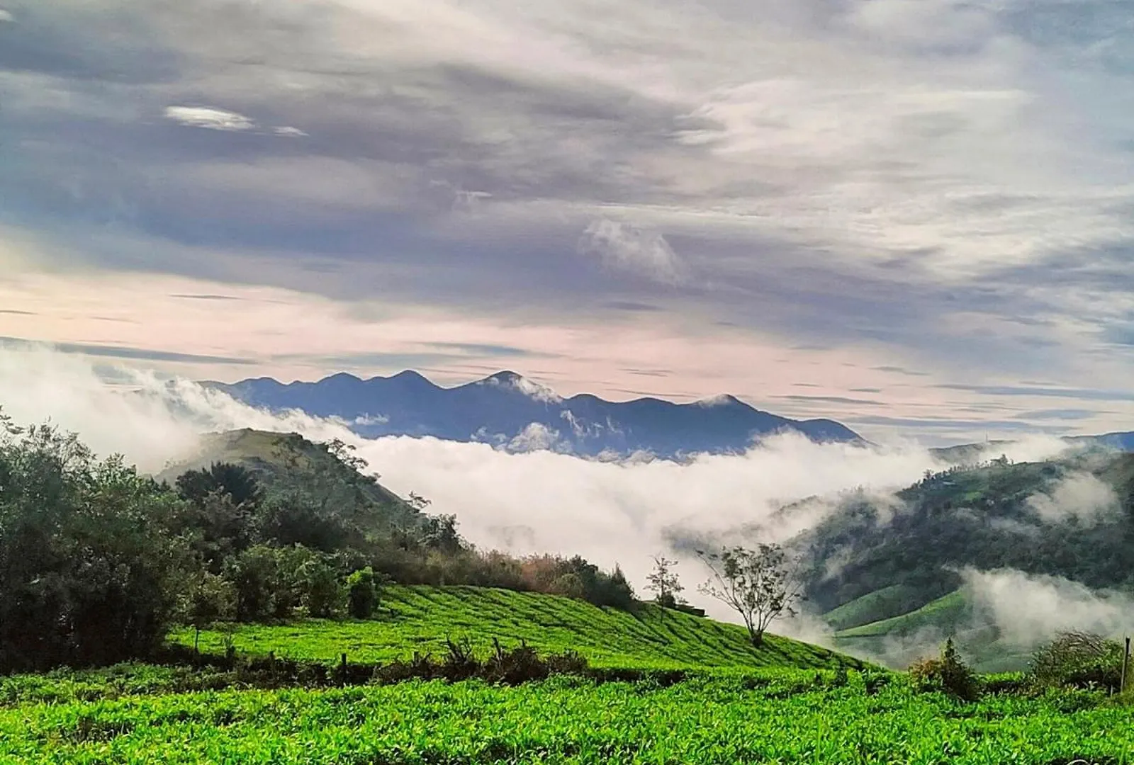 Resort Cloud Canopy - Tea Garden Family Pool Cottage In Vagamon Indien